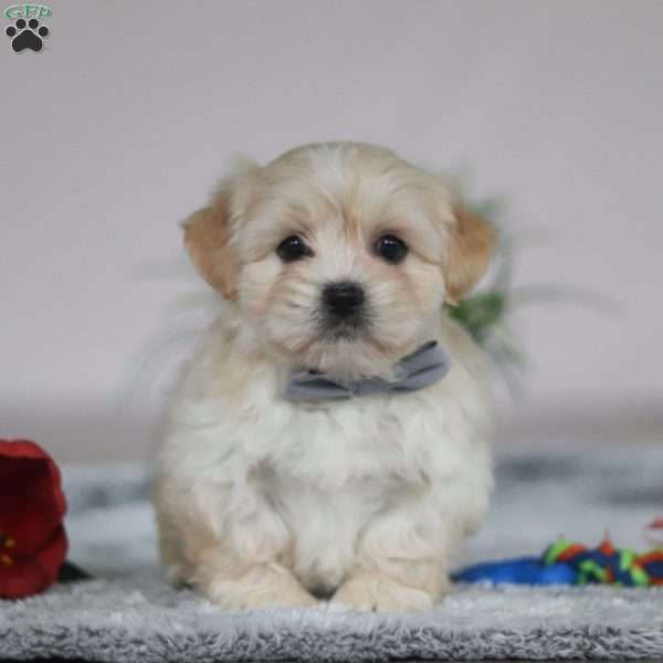 Hunter, Lhasa Apso Puppy