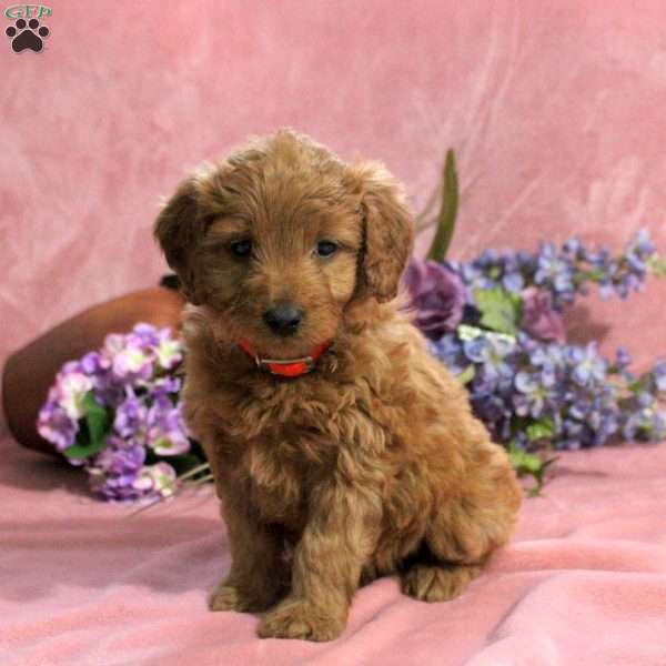 Hyacinth, Mini Goldendoodle Puppy