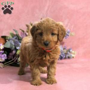 Hyacinth, Mini Goldendoodle Puppy