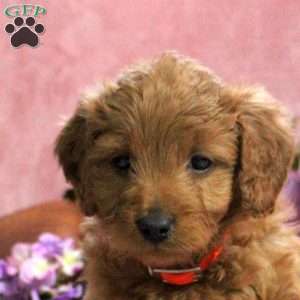 Hyacinth, Mini Goldendoodle Puppy
