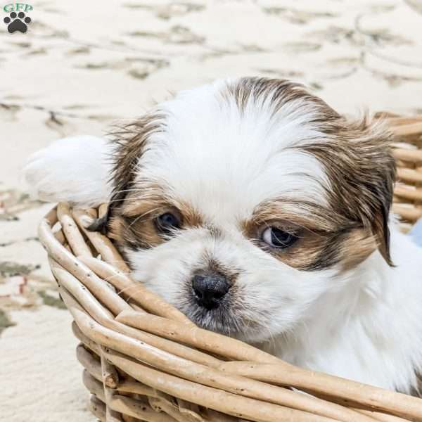 Buddy, Shih Tzu Mix Puppy