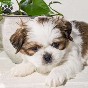 Buddy, Shih Tzu Mix Puppy