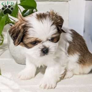 Buddy, Shih Tzu Mix Puppy