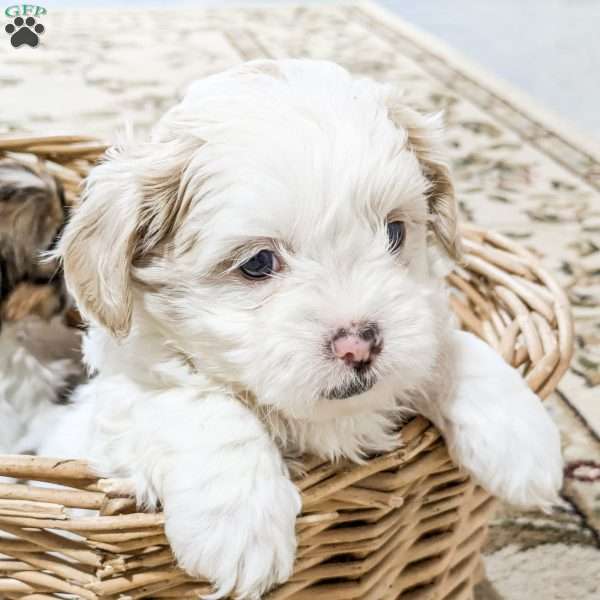 Milo, Shih Tzu Mix Puppy