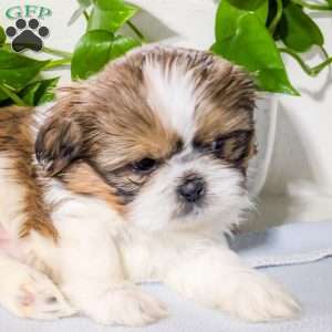 Teddy, Shih Tzu Mix Puppy