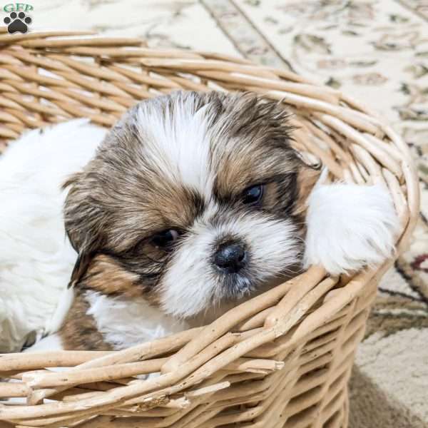 Teddy, Shih Tzu Mix Puppy