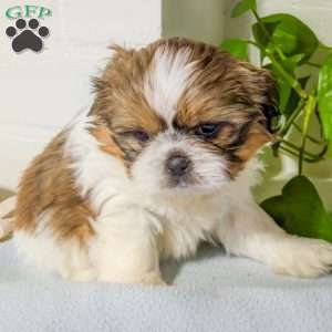Teddy, Shih Tzu Mix Puppy