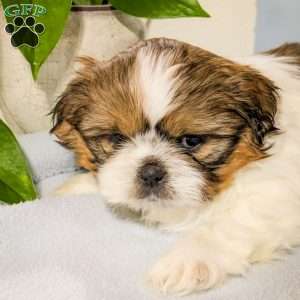 Teddy, Shih Tzu Mix Puppy