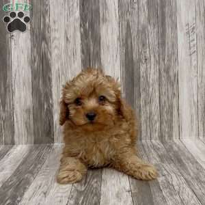 Bella, Cavapoo Puppy