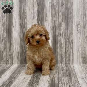 Bella, Cavapoo Puppy