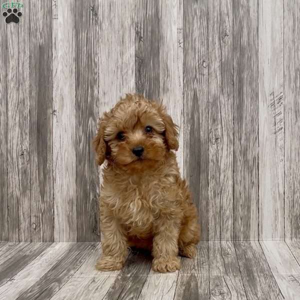 Bella, Cavapoo Puppy