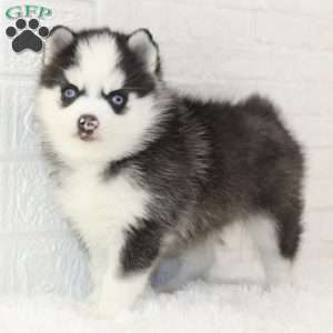 Atlas, Pomsky Puppy