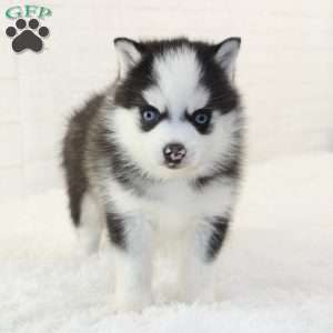 Atlas, Pomsky Puppy