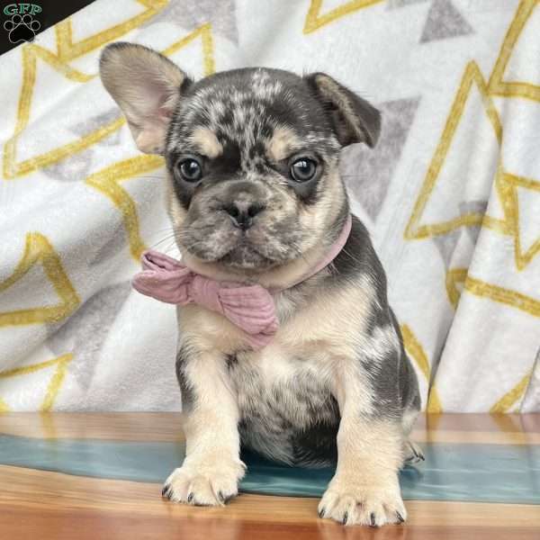 Chip, French Bulldog Puppy