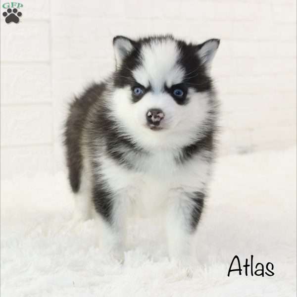 Atlas, Pomsky Puppy