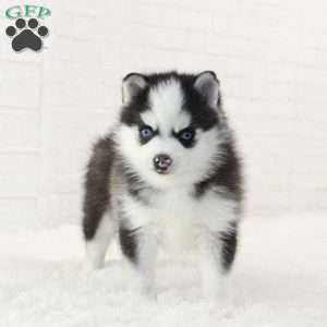 Atlas, Pomsky Puppy