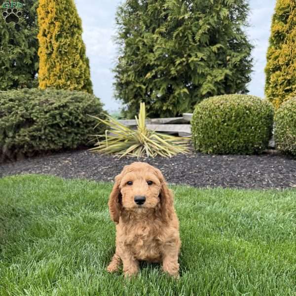Jasper, Mini Goldendoodle Puppy