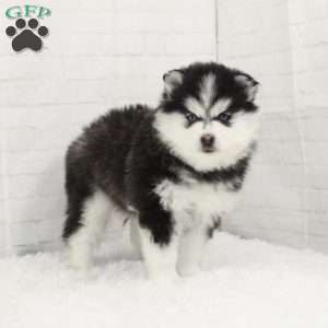 Arabella, Pomsky Puppy