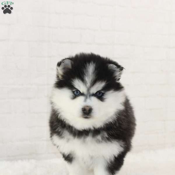 Arabella, Pomsky Puppy