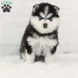 Arabella, Pomsky Puppy