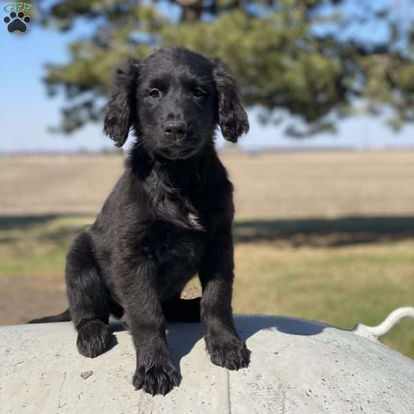 Smoky, Bernese Golden Mountain Dog Puppy