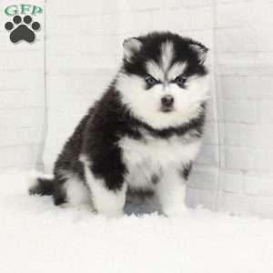 Arabella, Pomsky Puppy