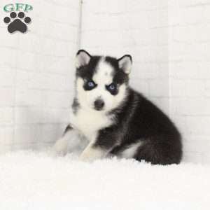 Bella, Pomsky Puppy