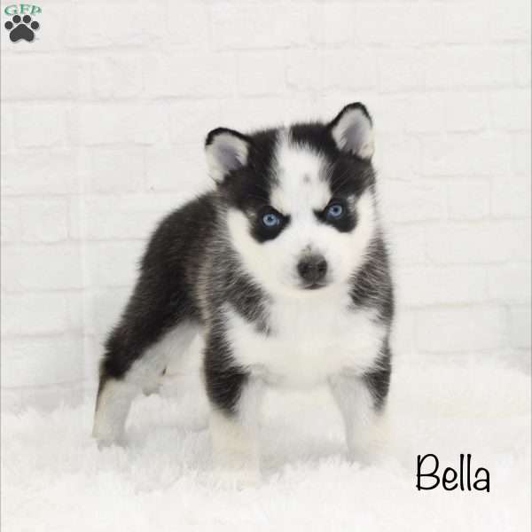 Bella, Pomsky Puppy