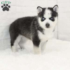 Bella, Pomsky Puppy