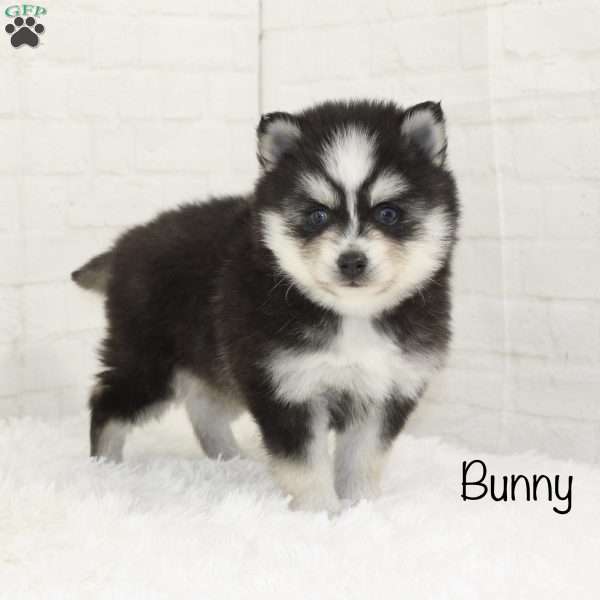 Bunny, Pomsky Puppy