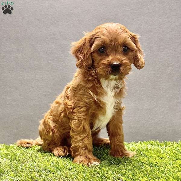 Rocky, Cavapoo Puppy