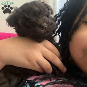 Ace, Miniature Schnauzer Puppy