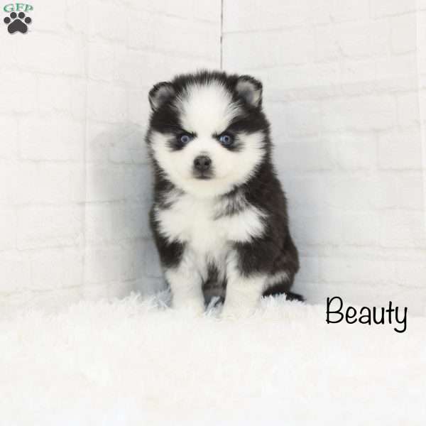 Beauty, Pomsky Puppy