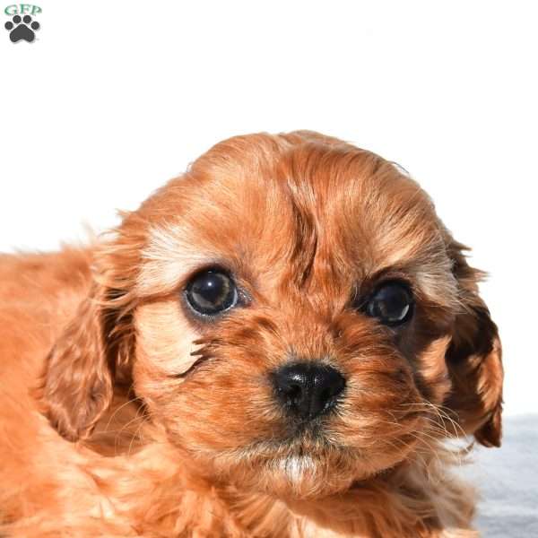 Denver, Cavapoo Puppy