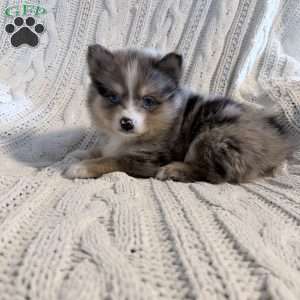 boe, Pomsky Puppy