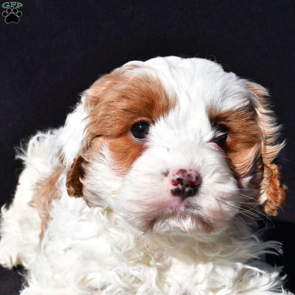 Charlie, Cavapoo Puppy