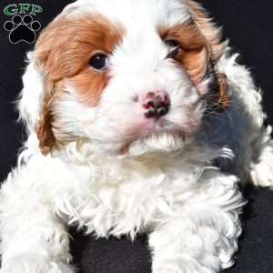 Charlie, Cavapoo Puppy