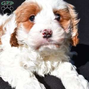 Charlie, Cavapoo Puppy