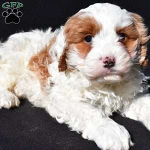 Charlie, Cavapoo Puppy