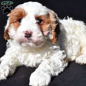 Charlie, Cavapoo Puppy