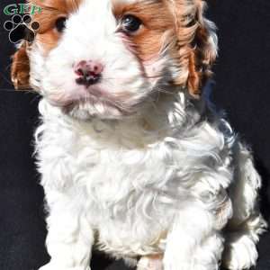 Charlie, Cavapoo Puppy