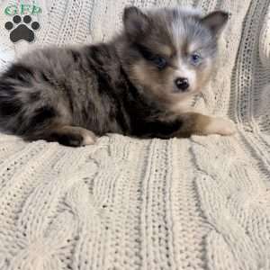 boe, Pomsky Puppy