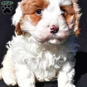 Charlie, Cavapoo Puppy