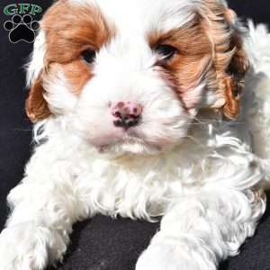 Charlie, Cavapoo Puppy