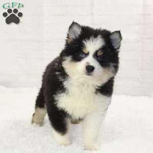 Conner, Pomsky Puppy