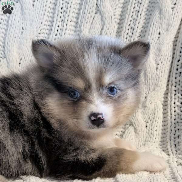 boe, Pomsky Puppy