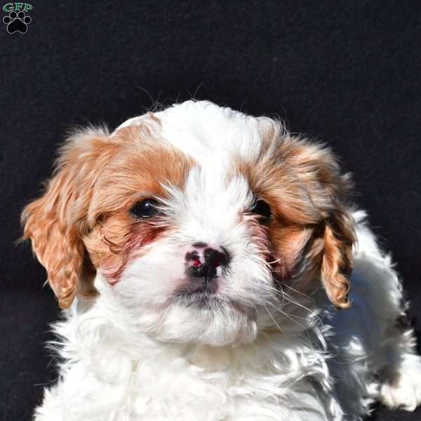 Bentley, Cavapoo Puppy