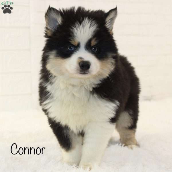 Conner, Pomsky Puppy