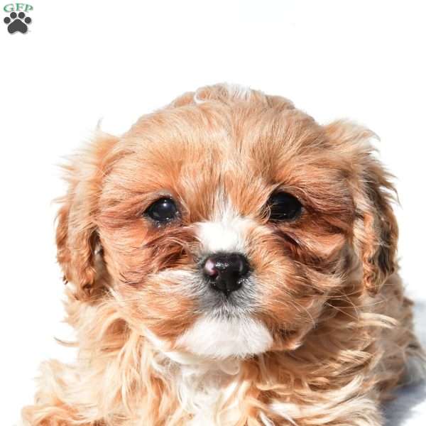 Ellie, Cavapoo Puppy