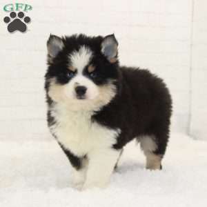 Conner, Pomsky Puppy